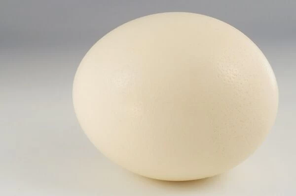 Ostrich (Struthio camelus) egg