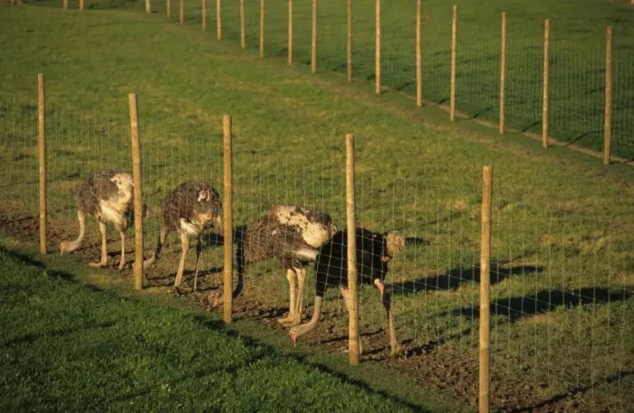 Framed Print : Ostrich (Struthio camelus) farming, adult male and females, feeding on grass through wire fence, Sweden