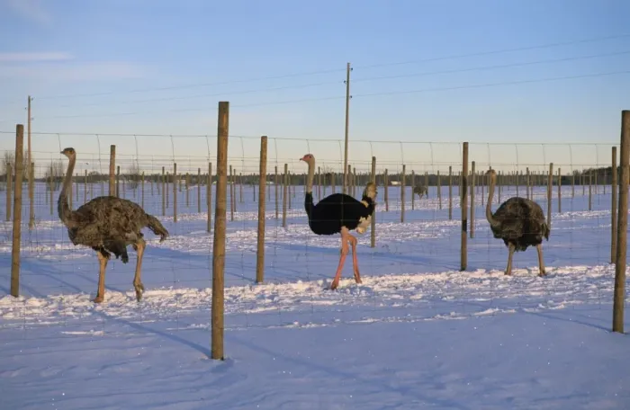 Framed Print : Ostrich (Struthio camelus) farming, adult male and females in snow, Sweden Framed Print : Ostrich (Struthio camelus) farming, adult male and females in snow, Sweden