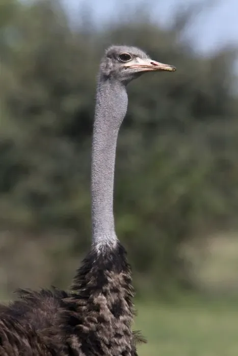 Framed Print : The Ostrich, (Struthio camelus), is a large flightless bird native to Africa