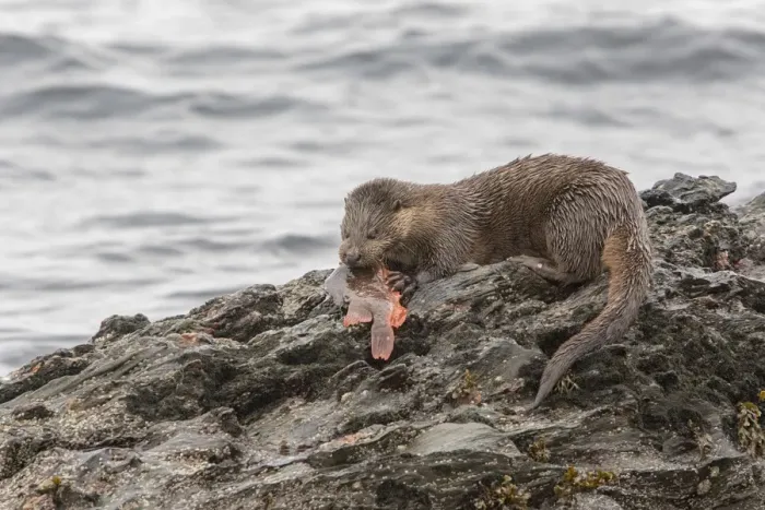 Framed Print : Otter eating lumpsucker fish at low tide on a rock, Isle of Jura, Scotland Framed Print : Otter eating lumpsucker fish at low tide on a rock, Isle of Jura, Scotland