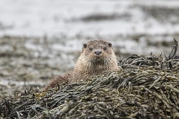 Otter resting on seaweed at low tide on a rock