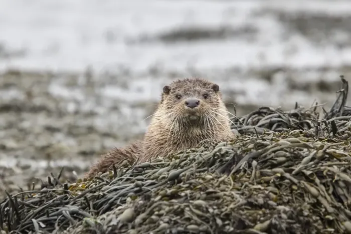 Framed Print : Otter resting on seaweed at low tide on a rock Framed Print : Otter resting on seaweed at low tide on a rock