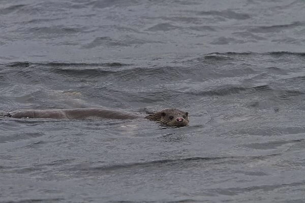 otter swimming in Jura sound. Note the nose, it must have been in a fight