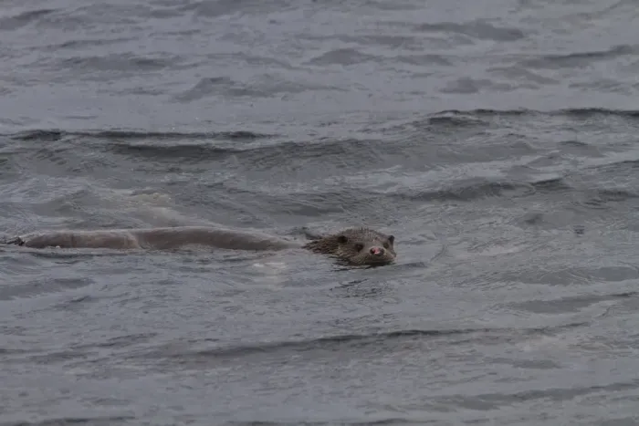 Framed Print : otter swimming in Jura sound. Note the nose, it must have been in a fight Framed Print : otter swimming in Jura sound. Note the nose, it must have been in a fight