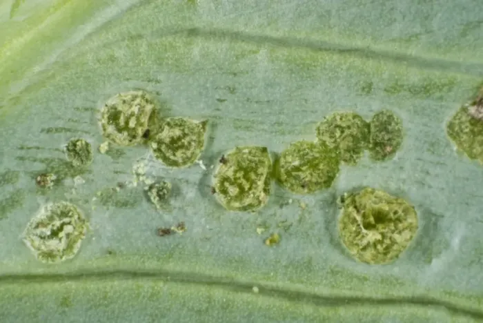 Framed Print : Oudemas or edemas erupting on a cabbage leaf. The cause is not know but is probably physiological Framed Print : Oudemas or edemas erupting on a cabbage leaf. The cause is not know but is probably physiological