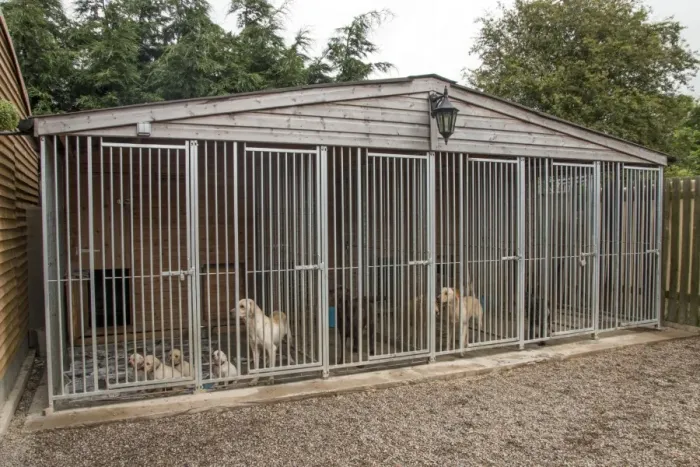 Framed Print : Outdoor kennels for working gundogs - Yellow Labrador bitch with 5 week old puppies