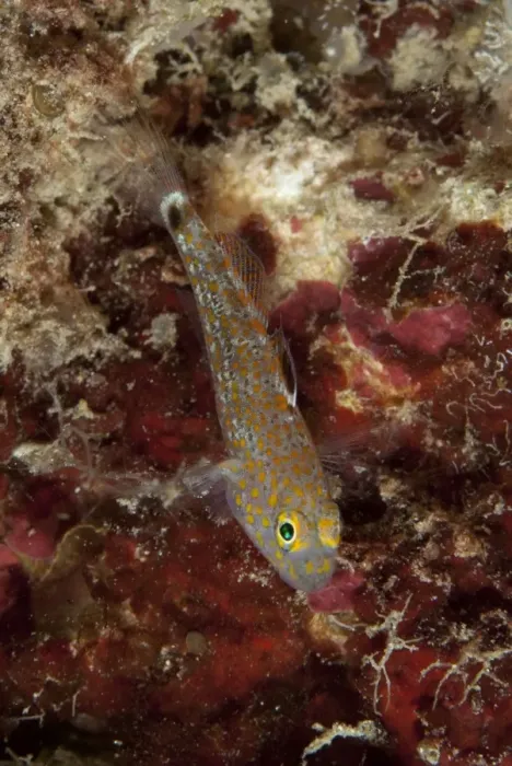 Framed Print : Oval-spot Goby (Asterropteryx ovata) adult, resting on coral, Lembeh Straits, Sulawesi, Sunda Islands, Indonesia, June Framed Print : Oval-spot Goby (Asterropteryx ovata) adult, resting on coral, Lembeh Straits, Sulawesi, Sunda Islands, Indonesia, June