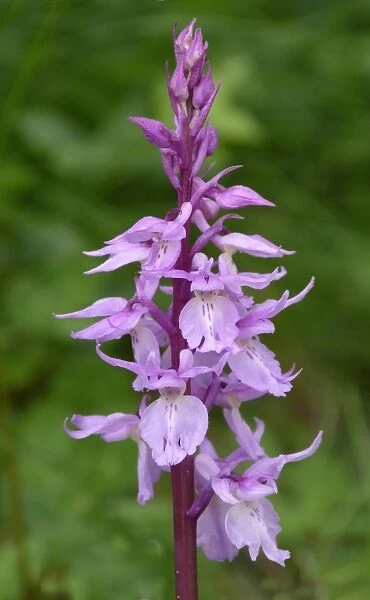 Ovalis Orchid (Orchis ovalis) close-up of flowerspike, Corsica, France, April