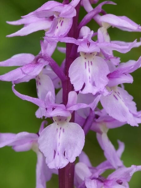 Ovalis Orchid (Orchis ovalis) close-up of flowers, Corsica, France, April