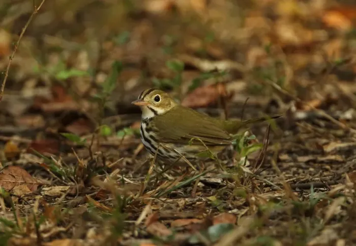 Framed Print : Ovenbird (Seiurus aurocapilla) adult, standing on woodland floor, Zapata Peninsula, Matanzas Province, Cuba, March Framed Print : Ovenbird (Seiurus aurocapilla) adult, standing on woodland floor, Zapata Peninsula, Matanzas Province, Cuba, March