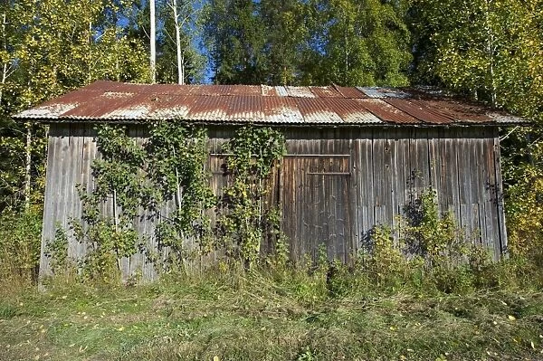 Overgrown disused wooden barn with rusty corrugated iron roof, Sweden, september