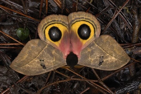 Owl Moth (Automeris belti) adult, flashing eyespots and showing opossum face in defense, on ground in cloudforest
