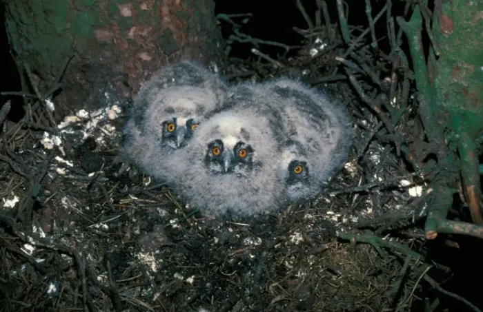 Framed Print : OwlLong-eared (Asio otus) Chicks in nest Framed Print : OwlLong-eared (Asio otus) Chicks in nest