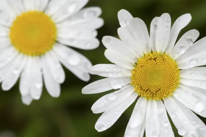 Framed Print : Ox-eye Daisy (Leucanthemum vulgare) close-up of flowers, with raindrops on petals, River Whiteadder, Berwickshire Framed Print : Ox-eye Daisy (Leucanthemum vulgare) close-up of flowers, with raindrops on petals, River Whiteadder, Berwickshire