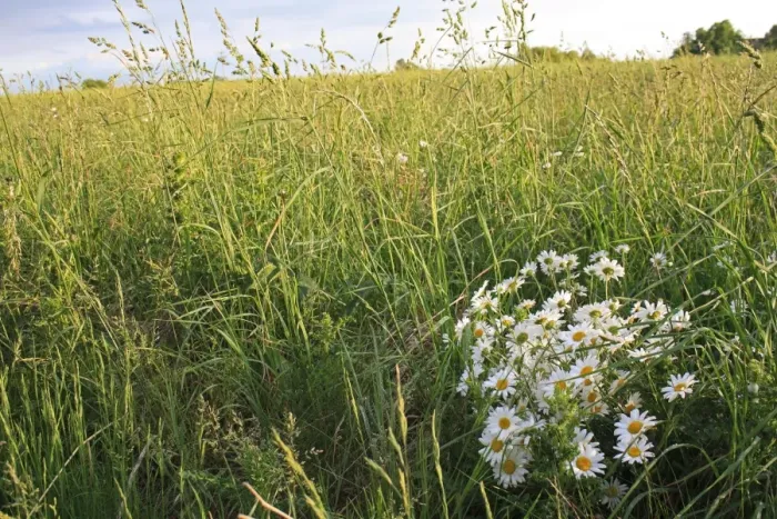 Framed Print : Ox-eye Daisy (Leucanthemum vulgare) flowering, growing amongst long grass in permanent set-a-aside, Bacton, Suffolk, England, may Framed Print : Ox-eye Daisy (Leucanthemum vulgare) flowering, growing amongst long grass in permanent set-a-aside, Bacton, Suffolk, England, may