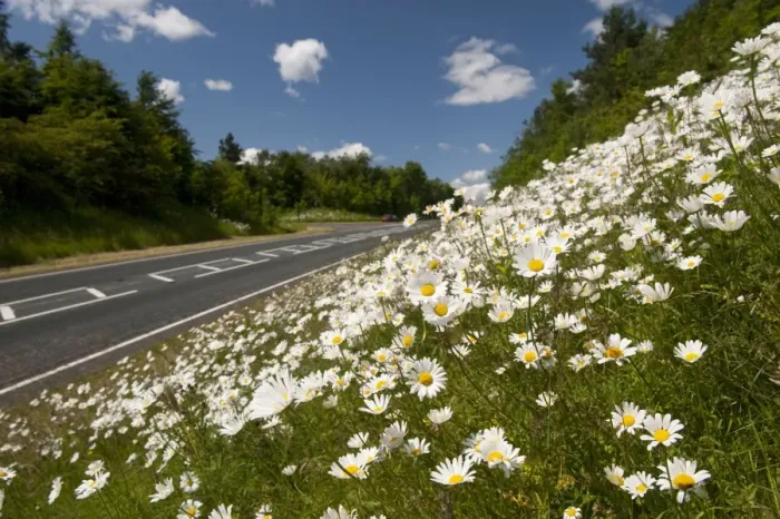Framed Print : Ox-eye Daisy (Leucanthemum vulgare) flowering mass, growing on roadside verge habitat, England, june Framed Print : Ox-eye Daisy (Leucanthemum vulgare) flowering mass, growing on roadside verge habitat, England, june