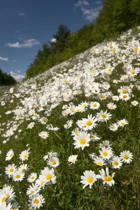 Framed Print : Ox-eye Daisy (Leucanthemum vulgare) flowering mass, growing on roadside verge habitat, England, june Framed Print : Ox-eye Daisy (Leucanthemum vulgare) flowering mass, growing on roadside verge habitat, England, june