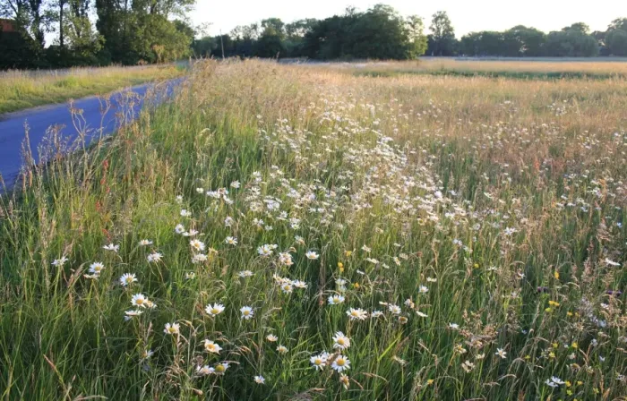 Framed Print : Ox-eye Daisy (Leucanthemum vulgare) flowering mass, growing amongst long grass and mixed wildflowers, beside road in commonland reserve habitat at dawn, Mellis Common, Mellis, Suffolk, England, june