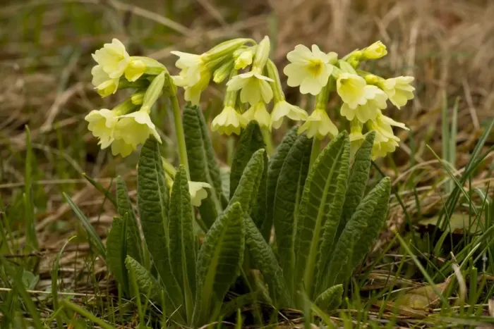 Framed Print : Oxlip (Primula elatior) flowering, growing in high alpine pasture, Bulgaria, may