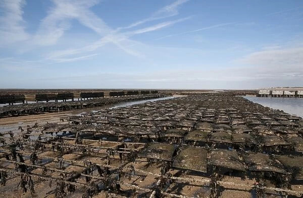 Oyster bed racks at low tide, Agon Coutainville, Normandy, France, February