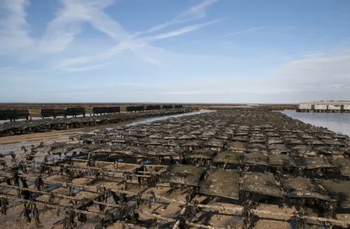 Framed Print : Oyster bed racks at low tide, Agon Coutainville, Normandy, France, February Framed Print : Oyster bed racks at low tide, Agon Coutainville, Normandy, France, February