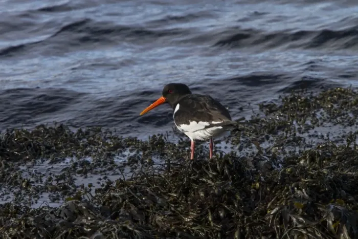 Framed Print : Oystercatcher standing on the seaweed covered shore line Framed Print : Oystercatcher standing on the seaweed covered shore line
