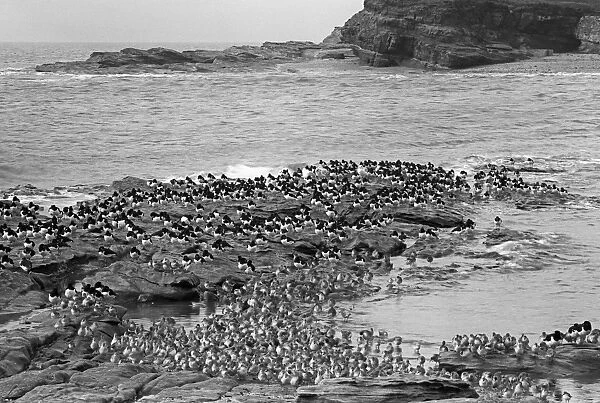 Oystercatchers and Redshanks on Little eye looking towards Hilbre Island. Taken by Eric Hosking in 1953