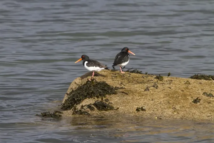Framed Print : Two Oystercatchers on seaweed covered rock