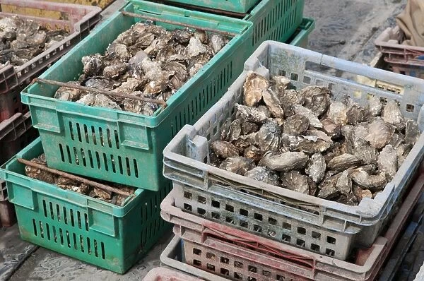 Oysters in plastic containers on fishing boat deck, West Mersea, Essex, England, August