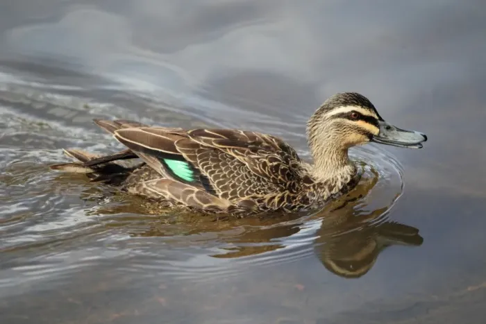 Framed Print : Pacific Black Duck (Anas superciliosa) adult male, calling and swimming, Margaret River, Western Australia, Australia