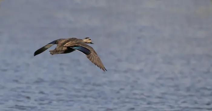 Framed Print : Pacific Black Duck (Anas superciliosa rogersi) adult, in flight over water, Brisbane, Queensland, Australia, October Framed Print : Pacific Black Duck (Anas superciliosa rogersi) adult, in flight over water, Brisbane, Queensland, Australia, October
