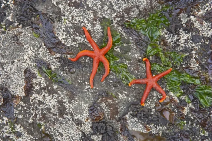 Framed Print : Pacific Blood Starfish (Henricia leviuscula) two adults, exposed on rocks at low tide, Olympic N. P. Washington State, U. S. A Framed Print : Pacific Blood Starfish (Henricia leviuscula) two adults, exposed on rocks at low tide, Olympic N. P. Washington State, U. S. A