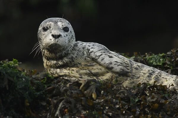 Pacific Common Seal (Phoca vitulina richardsi) pup, resting on seaweed covered rocks, Strait of Georgia, Gulf Islands