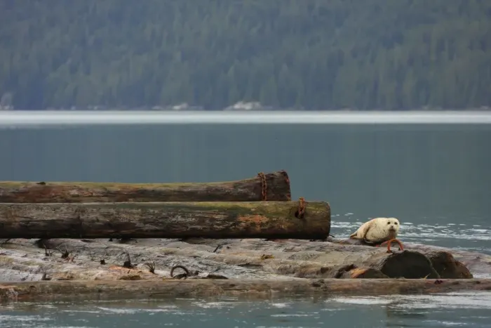 Framed Print : Pacific Common Seal (Phoca vitulina richardsi) adult, being towed on log boom, Knight Inlet, Coast Mountains Framed Print : Pacific Common Seal (Phoca vitulina richardsi) adult, being towed on log boom, Knight Inlet, Coast Mountains