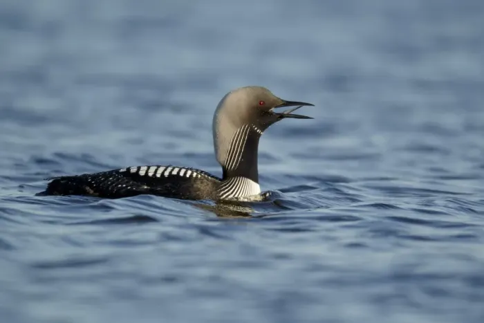 Framed Print : Pacific Diver (Gavia pacifica) adult, breeding plumage, calling on water, Nunavut, Canada, July Framed Print : Pacific Diver (Gavia pacifica) adult, breeding plumage, calling on water, Nunavut, Canada, July