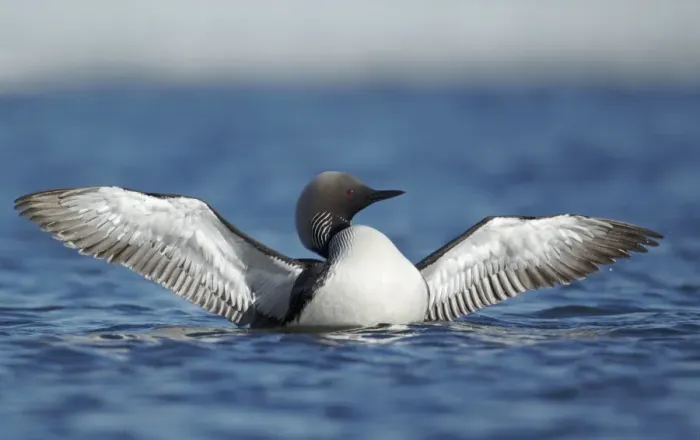 Framed Print : Pacific Diver (Gavia pacifica) adult, breeding plumage, flapping wings on water, Nunavut, Canada, July Framed Print : Pacific Diver (Gavia pacifica) adult, breeding plumage, flapping wings on water, Nunavut, Canada, July