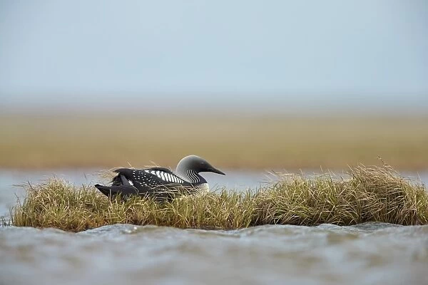 Pacific Diver (Gavia pacifica) adult female, breeding plumage, sitting on nest, nesting on island in tundra pool