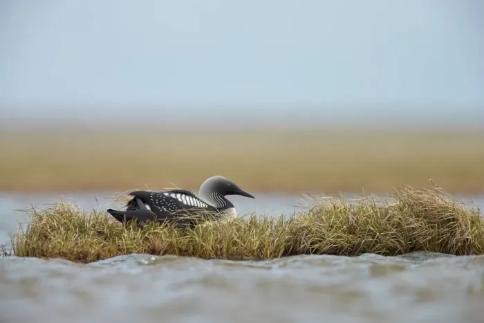 Framed Print : Pacific Diver (Gavia pacifica) adult female, breeding plumage, sitting on nest, nesting on island in tundra pool Framed Print : Pacific Diver (Gavia pacifica) adult female, breeding plumage, sitting on nest, nesting on island in tundra pool