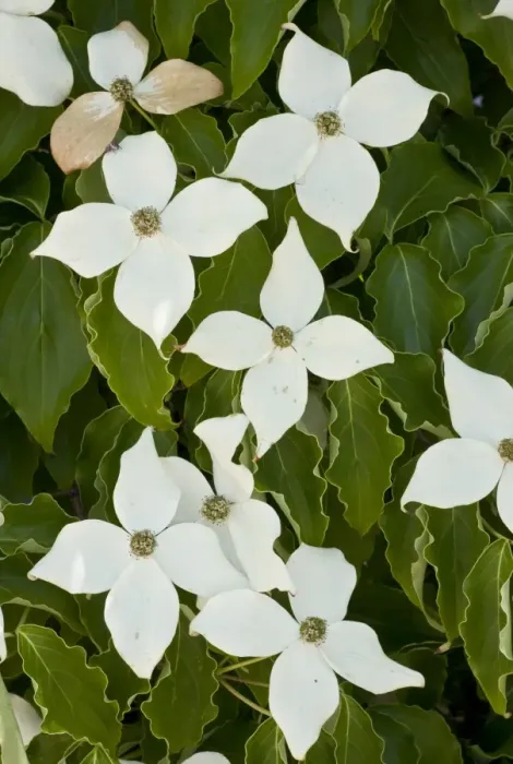 Framed Print : Pacific Dogwood (Cornus nuttallii) flowering, close-up of bracts, Northern California, U. S. A. july Framed Print : Pacific Dogwood (Cornus nuttallii) flowering, close-up of bracts, Northern California, U. S. A. july