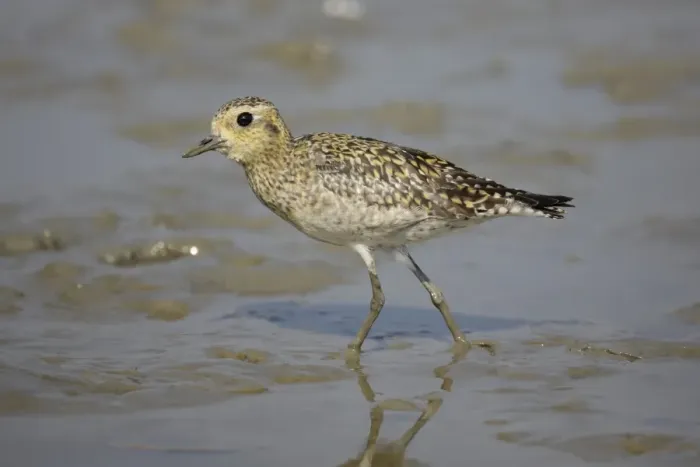 Framed Print : Pacific Golden Plover (Pluvialis fulva) juvenile, walking on tidal mudflat, Mai Po, New Territories, Hong Kong, China Framed Print : Pacific Golden Plover (Pluvialis fulva) juvenile, walking on tidal mudflat, Mai Po, New Territories, Hong Kong, China