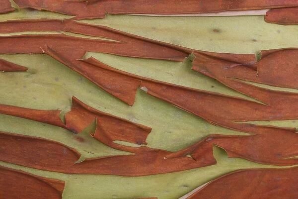 Pacific Madrone (Arbutus menziesii) close-up of bark, Mayne Island, Strait of Georgia, Gulf Islands, British Columbia