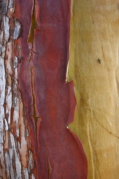 Pacific Madrone (Arbutus menziesii) close-up of bark with ant, Mayne Island, Strait of Georgia, Gulf Islands