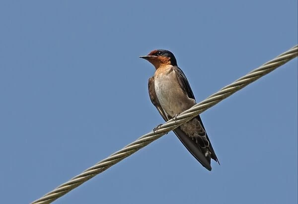 Pacific Swallow (Hirundo tahitica abbotti) adult, perched on overhead powerline, Ban Nai Chong, Thailand, february