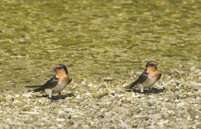 Framed Print : Pacific Swallow (Hirundo tahitica) two adults, standing on gravel at edge of water, Cebu Island, Philippines Framed Print : Pacific Swallow (Hirundo tahitica) two adults, standing on gravel at edge of water, Cebu Island, Philippines