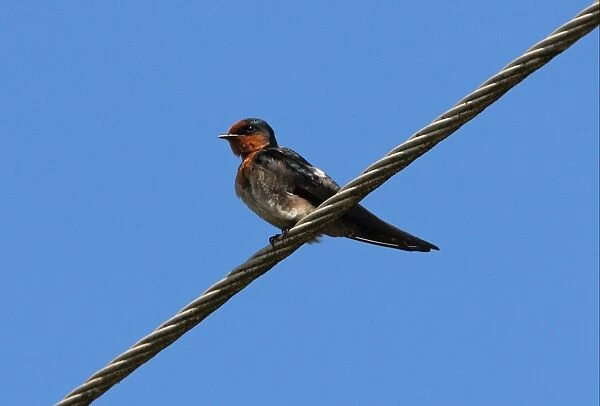 Pacific Swallow (Hirundo tahitica domicola) adult, perched on powerline, Sri Lanka, december