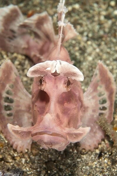 Paddle-flap Scorpionfish (Rhinopias eschmeyeri) adult, resting on sand, Lembeh Straits, Sulawesi, Sunda Islands
