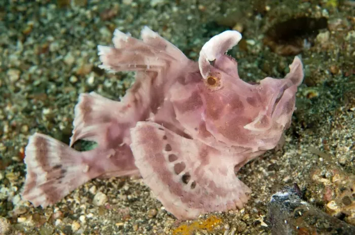 Framed Print : Paddle-flap Scorpionfish (Rhinopias eschmeyeri) adult, resting on sand, Lembeh Straits, Sulawesi, Sunda Islands Framed Print : Paddle-flap Scorpionfish (Rhinopias eschmeyeri) adult, resting on sand, Lembeh Straits, Sulawesi, Sunda Islands