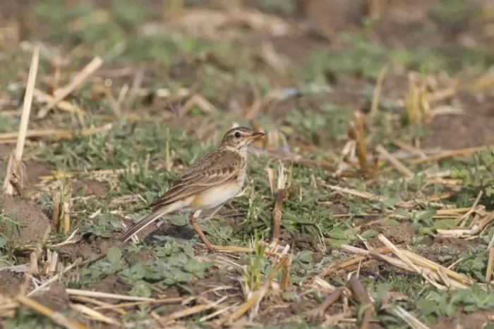 Framed Print : Paddyfield Pipit (Anthus rufulus) adult, standing on ground, Tadoba N. P. Maharashtra, India, February