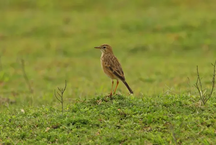 Framed Print : Paddyfield Pipit (Anthus rufulus) adult, standing in grassland, Sri Lanka, december Framed Print : Paddyfield Pipit (Anthus rufulus) adult, standing in grassland, Sri Lanka, december